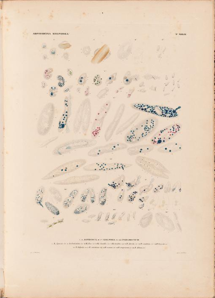 Paramecium