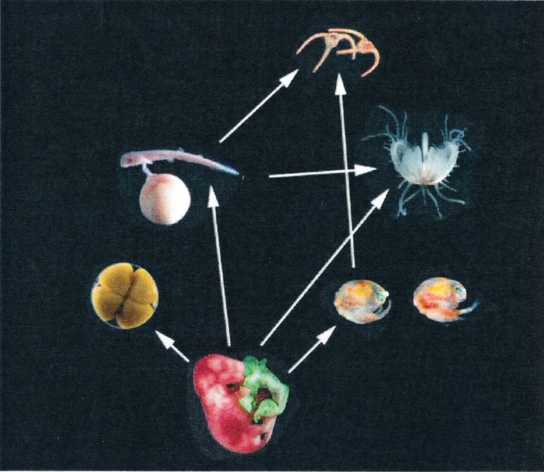 Metabolism-Bild.jpg